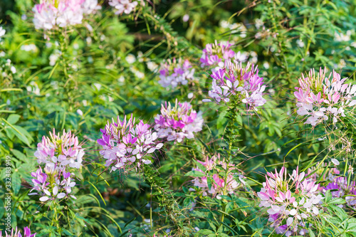 Pink And White Spider flower Cleome flower  in the garden