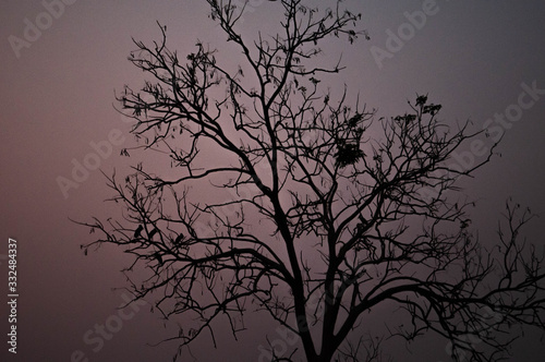silhouette of a tree © Sorasak
