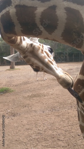 Photography giraffe