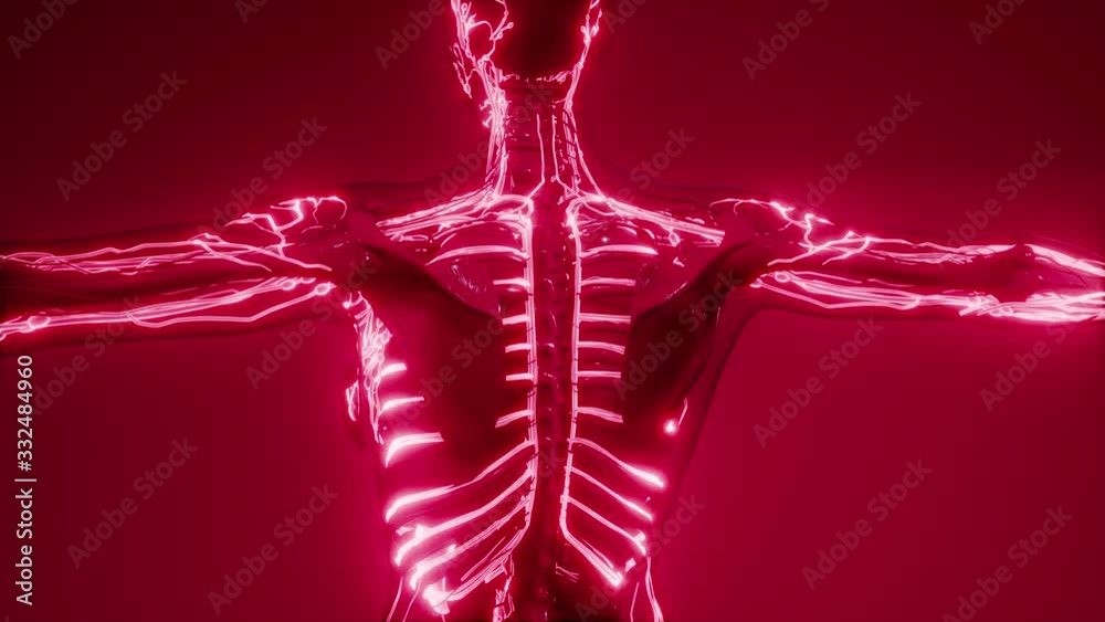 science anatomy scan of human blood vessels science anatomy scan of human blood vessels