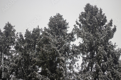 Trees in the winter. Spruce forest.