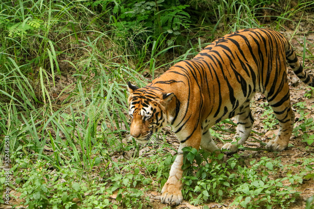 Obraz premium Tiger in the forest, Tiger walking closeup