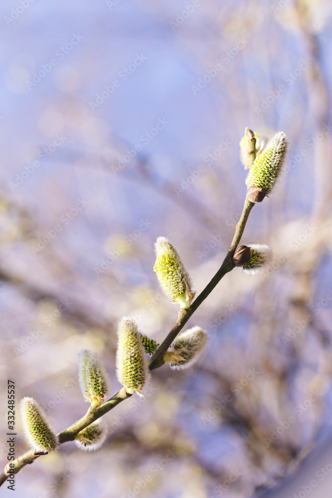 Beautiful willow branch in sunlight on a blue sky background. Beautiful willow branch in sunlight on a blue sky background.
