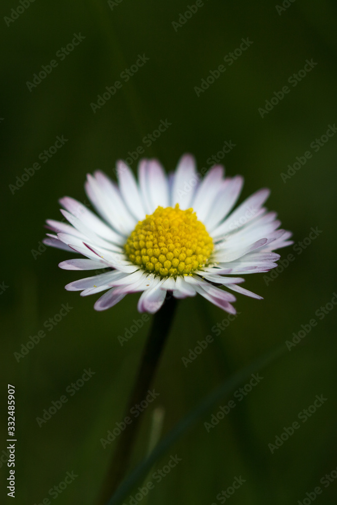 Obraz premium pâquerette