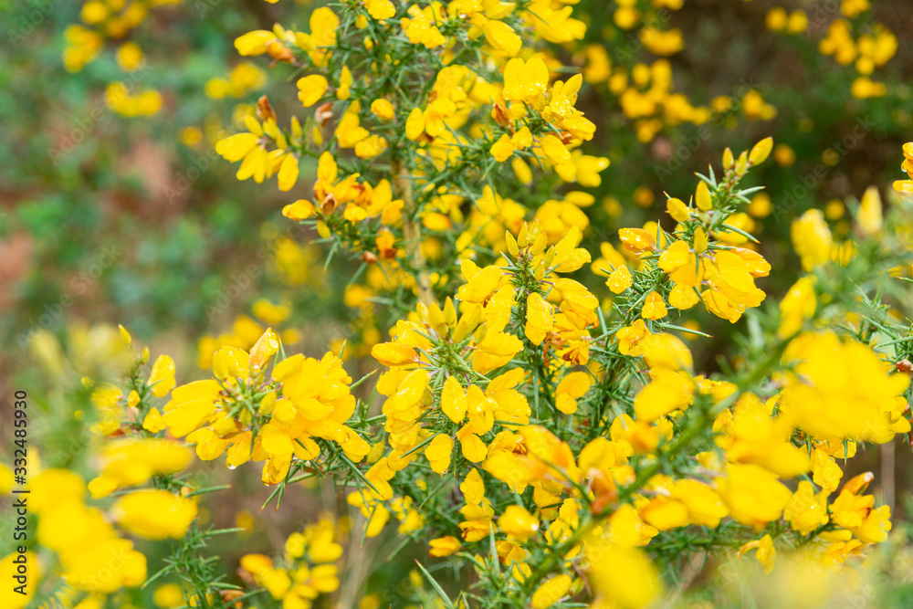 Yellow Gorse Flowers Yellow Gorse Flowers