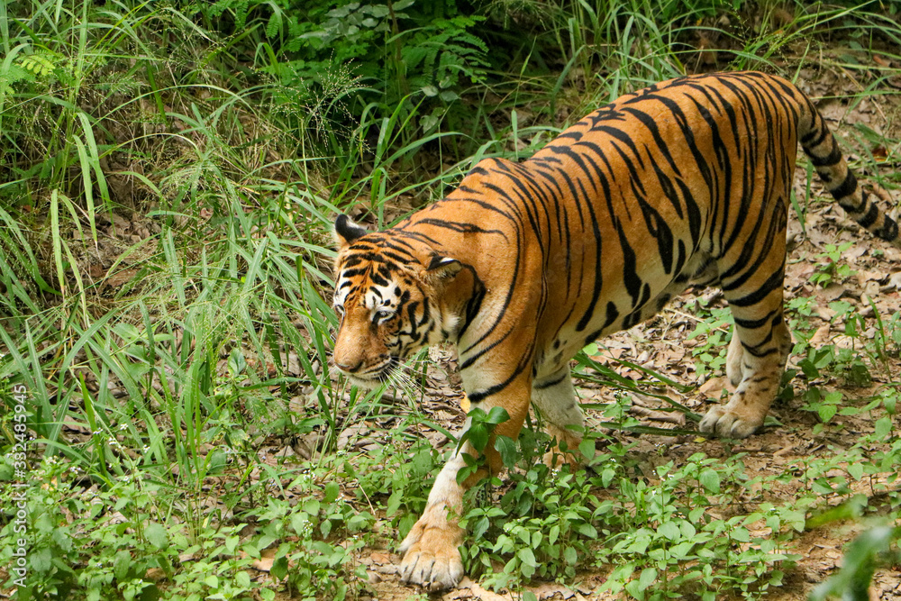 Obraz premium Tiger in the forest, Tiger walking closeup