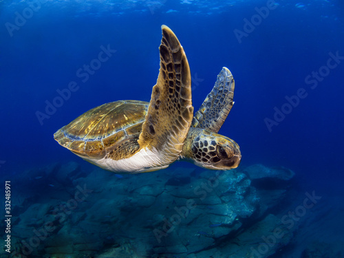 Photography Wide angle shoot of a green turtle in the blue water of Tenerife (Canary Island)