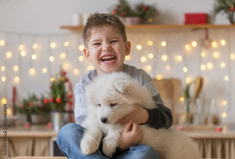 Boy, home, samoyed puppy, fun Boy, home, samoyed puppy, fun