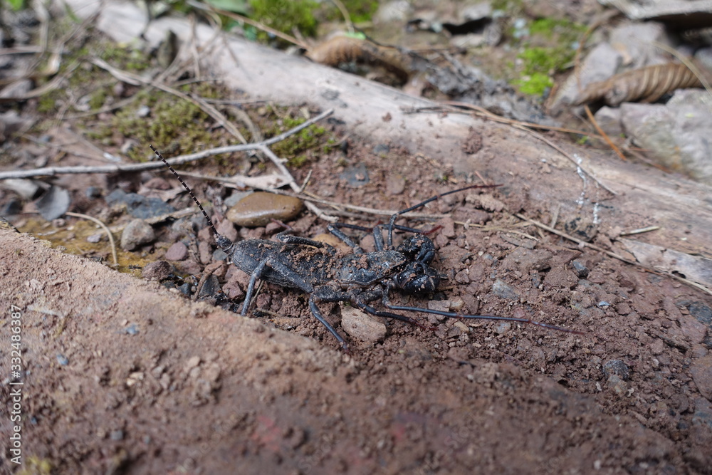Geiselskorpion Geiselskorpion