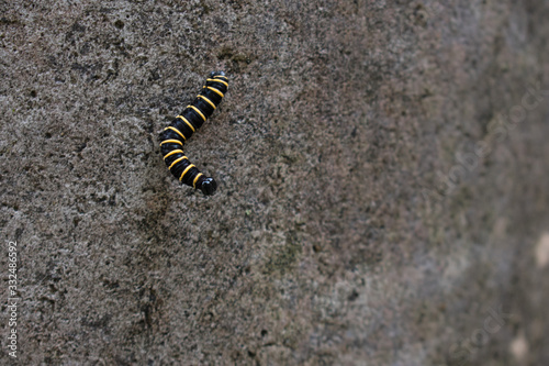 caterpillar walking on the wall