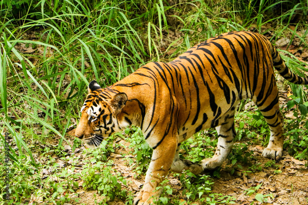 Obraz premium Tiger in the forest, Tiger walking closeup