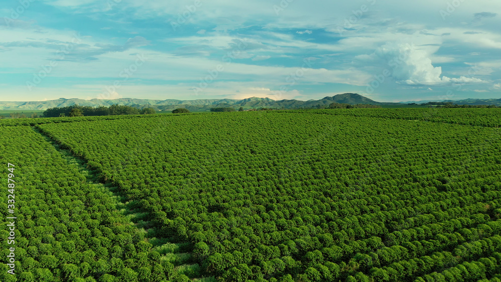 Aerial image of coffee plantation in Brazil, at sunset time