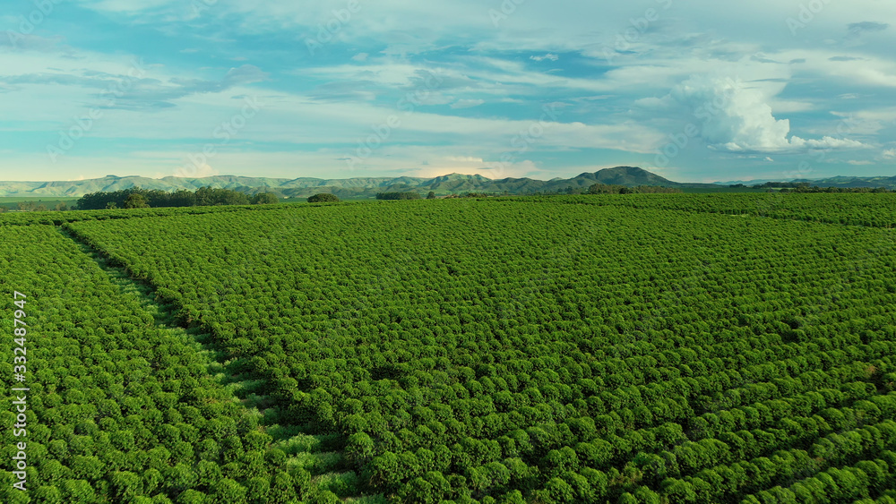 Aerial image of coffee plantation in Brazil, at sunset time Aerial image of coffee plantation in Brazil, at sunset time