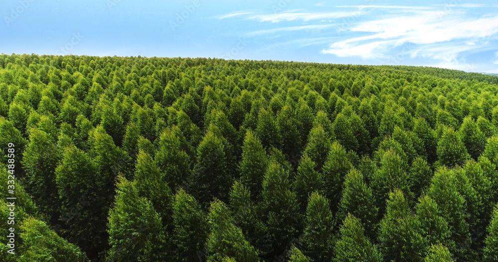 Aerial image of the Eucalyptus forest in Brazil Aerial image of the Eucalyptus forest in Brazil