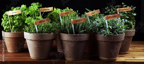 Panel kuchenny z motywem Homegrown and aromatic herbs in old clay pots. Set of culinary herbs. Green growing sage, oregano, thyme, savory, mint and oregano with lavender with labels