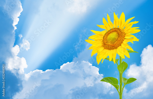 Sunflower on the background of a blue sky with clouds and sun rays.