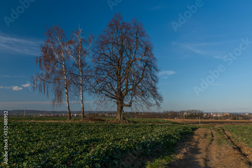 Blue sky with white clouds and green field with tree stand