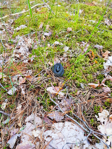 Grass-snake curled up in the grass in the forest photo