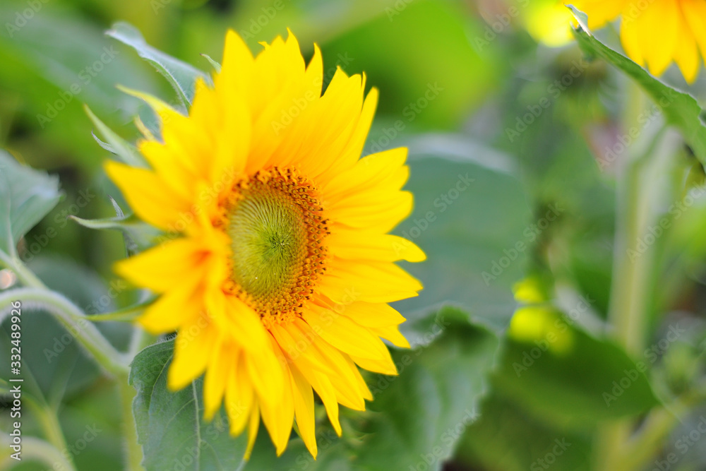 Beautiful sunflower (helianthus annuus) with a nice yellow blossom the background consist of several leaves from other sunflowers