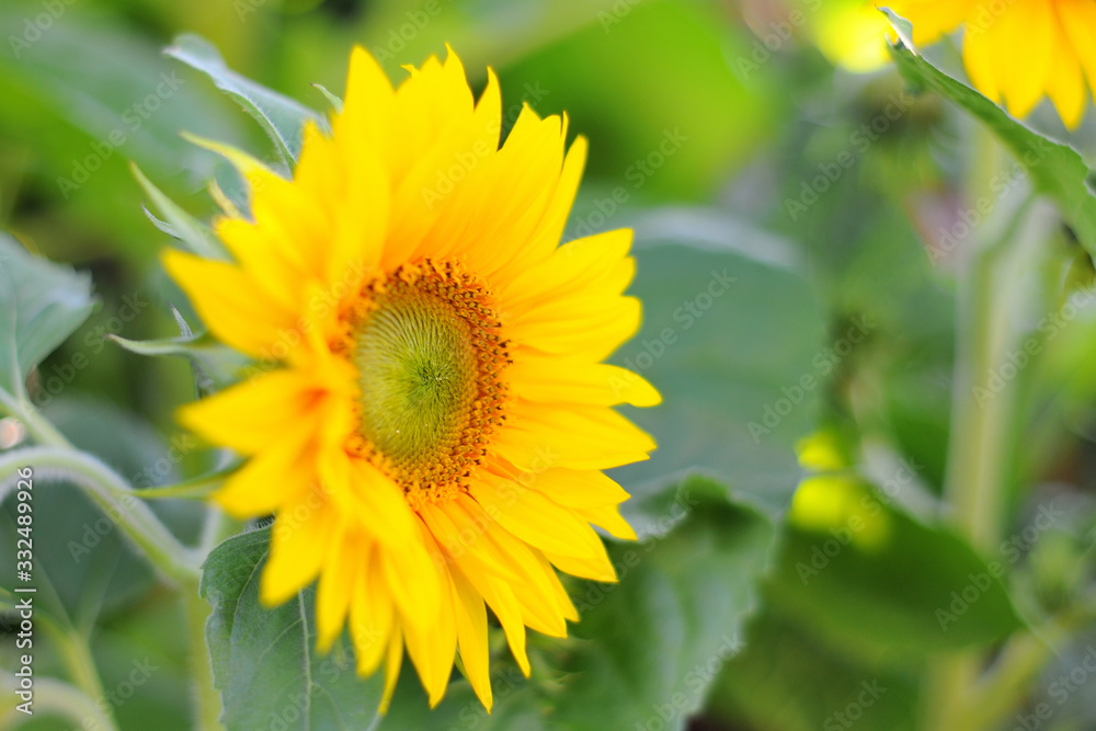 Beautiful sunflower (helianthus annuus) with a nice yellow blossom the background consist of several leaves from other sunflowers Beautiful sunflower (helianthus annuus) with a nice yellow blossom the background consist of several leaves from other sunflowers