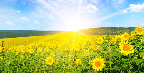 Sunflower with blue sky and beautiful sun. Wide photo .