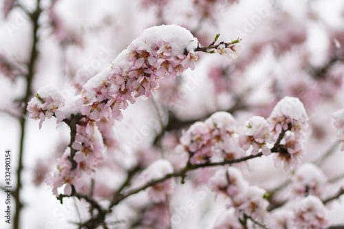 Full flowering almond tree in snowfall. The branches and the flower of the tree were covered with snow.