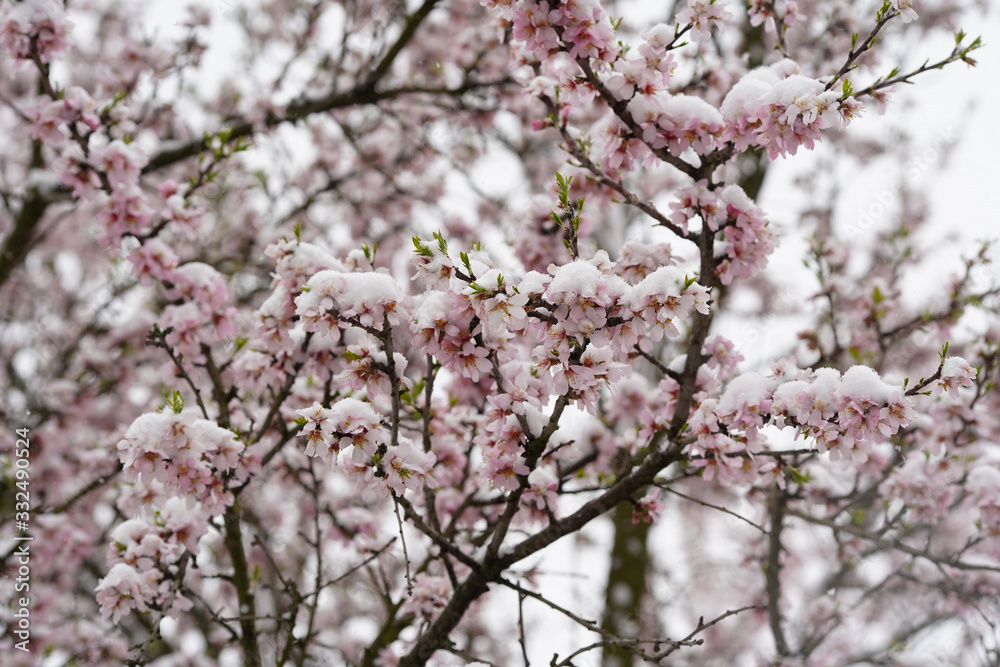 Full flowering almond tree in snowfall. The branches and the flower of the tree were covered with snow. Full flowering almond tree in snowfall. The branches and the flower of the tree were covered with snow.