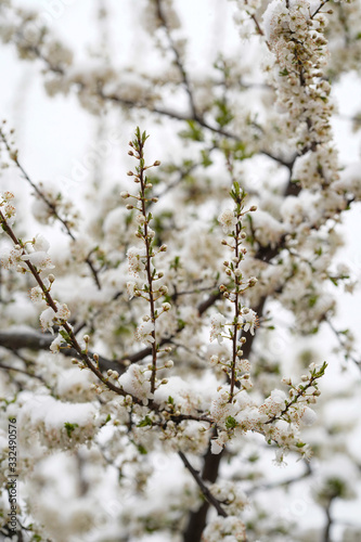 Blooming plum tree  plum tree branch  covered with white flowers and background foliage. The branches and flowers were covered with snow.