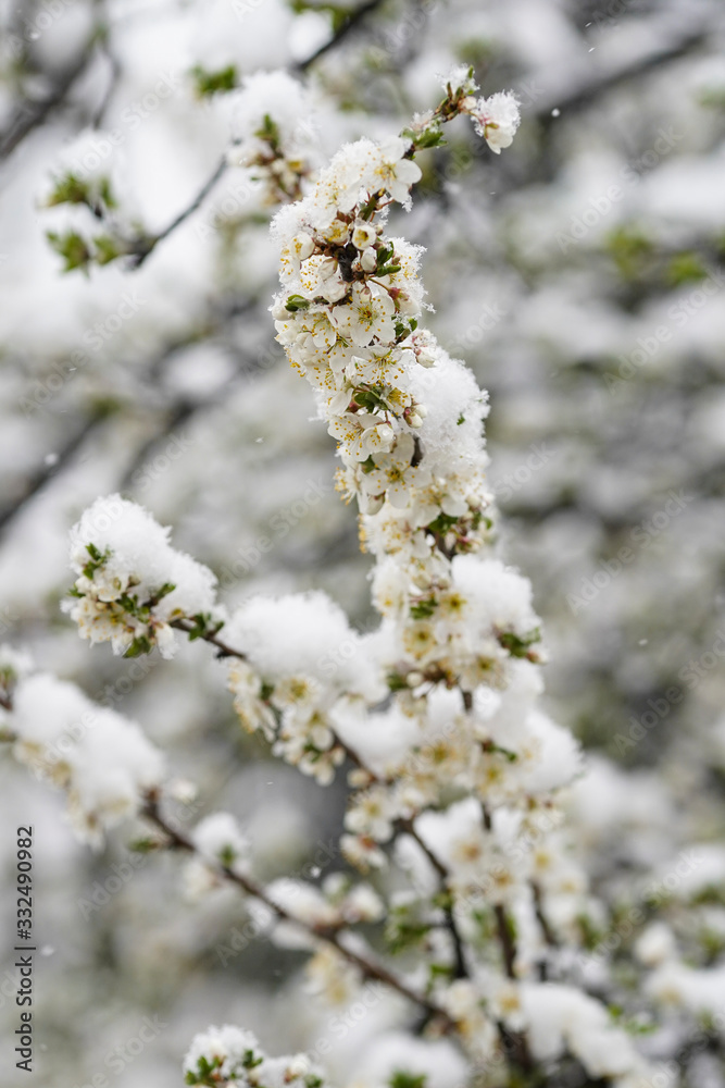 Blooming plum tree, plum tree branch, covered with white flowers and background foliage. The branches and flowers were covered with snow. Blooming plum tree, plum tree branch, covered with white flowers and background foliage. The branches and flowers were covered with snow.