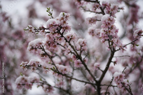 Fototapeta Naklejka Na Ścianę i Meble -  Blood plum tree spring bloom with pink flowers. The snow covered the flowers.