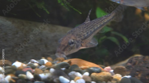 Freshwater wild gudgeon (Gobio gobio) in clear aquarium water. Selective focus photo