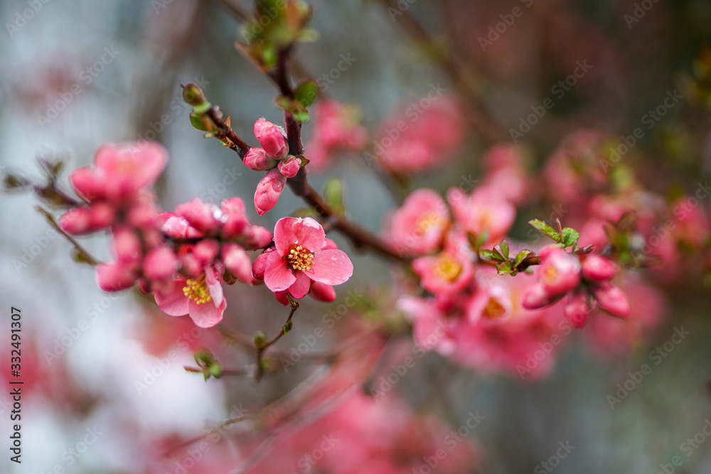 Spring tree blooms with pink flowers in March. The snow covers the flowers. Spring tree blooms with pink flowers in March. The snow covers the flowers.