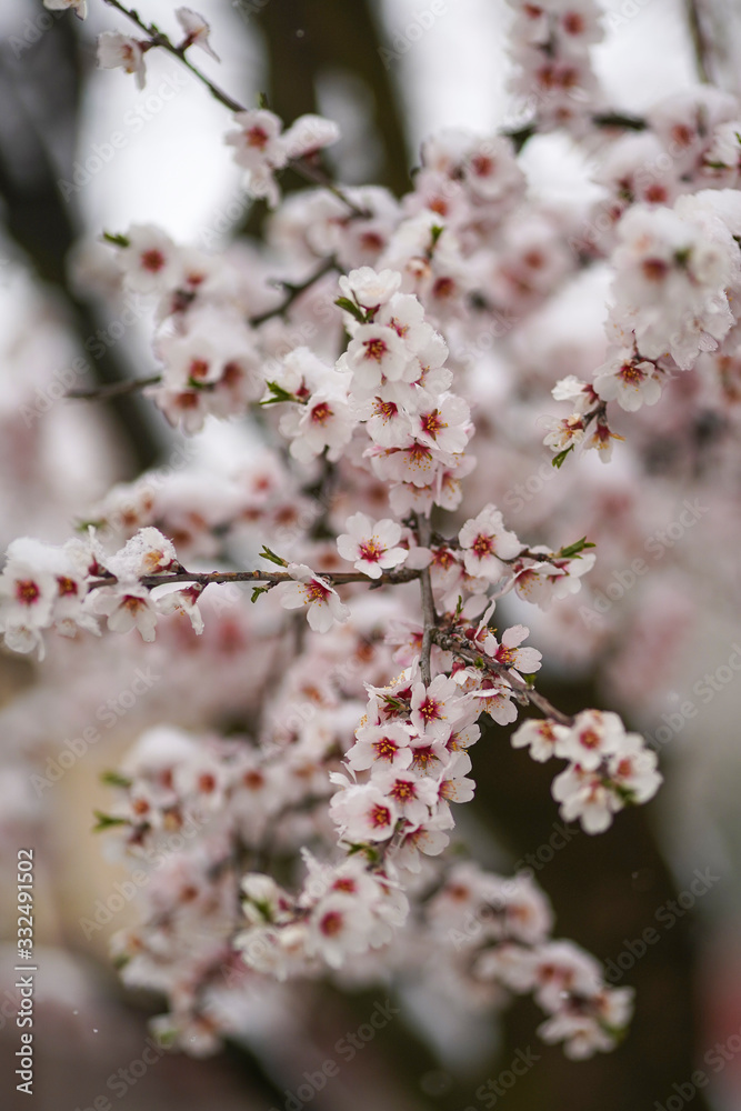 Beautifully blooming cherry tree with pink flowers in March. The snow covers the flowers. Beautifully blooming cherry tree with pink flowers in March. The snow covers the flowers.