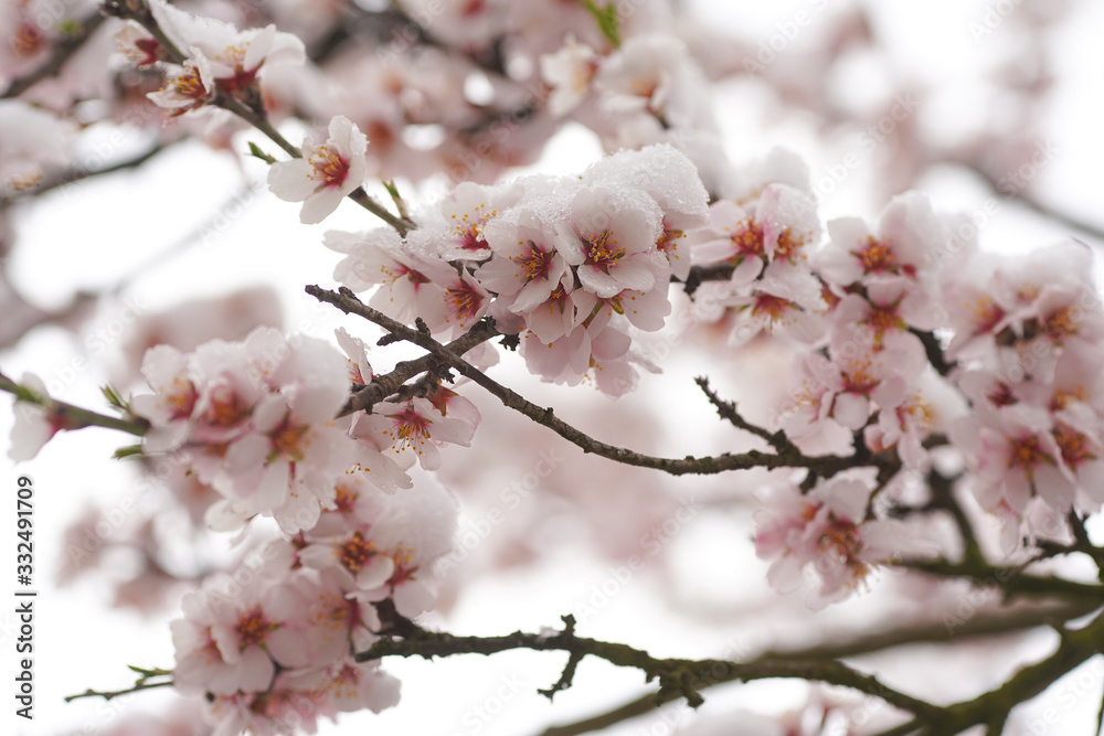 Beautifully blooming cherry tree with pink flowers in March. The snow covers the flowers.