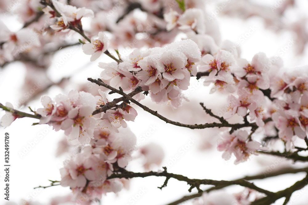 Beautifully blooming cherry tree with pink flowers in March. The snow covers the flowers. Beautifully blooming cherry tree with pink flowers in March. The snow covers the flowers.