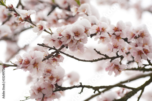 Beautifully blooming cherry tree with pink flowers in March. The snow covers the flowers.
