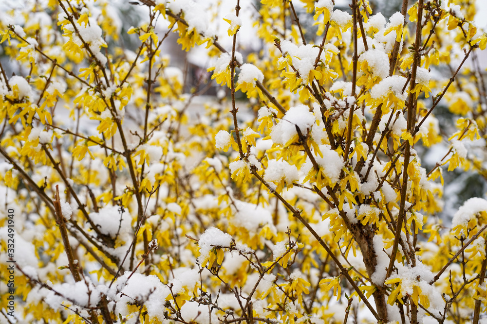 Beautiful spring seasonal characteristic street flower with yellow laburnums in the city park. The snow covers the flowers. Hungary, Europe Beautiful spring seasonal characteristic street flower with yellow laburnums in the city park. The snow covers the flowers. Hungary, Europe