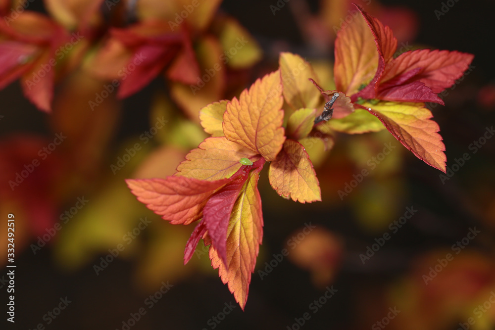 The leaves of the ornamental shrub only began to open, and small green pests are right there The leaves of the ornamental shrub only began to open, and small green pests are right there