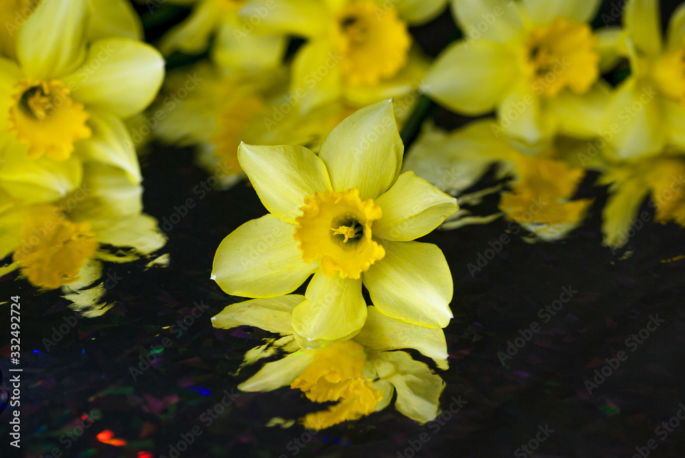 Fototapeta premium Yellow narcissuses on a black background
