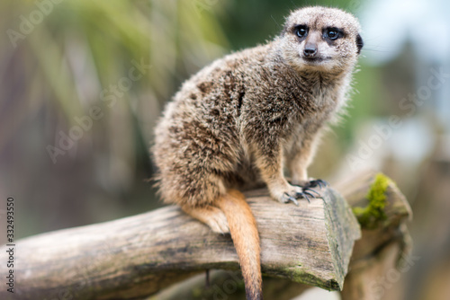 suricate photo