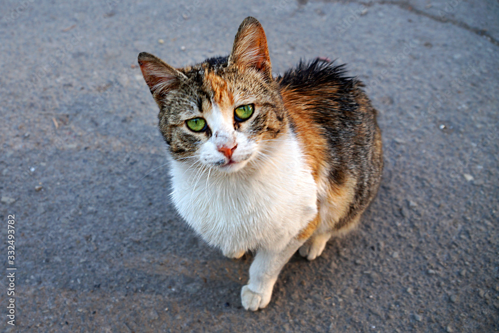  portrait of a beautiful cat on the street
