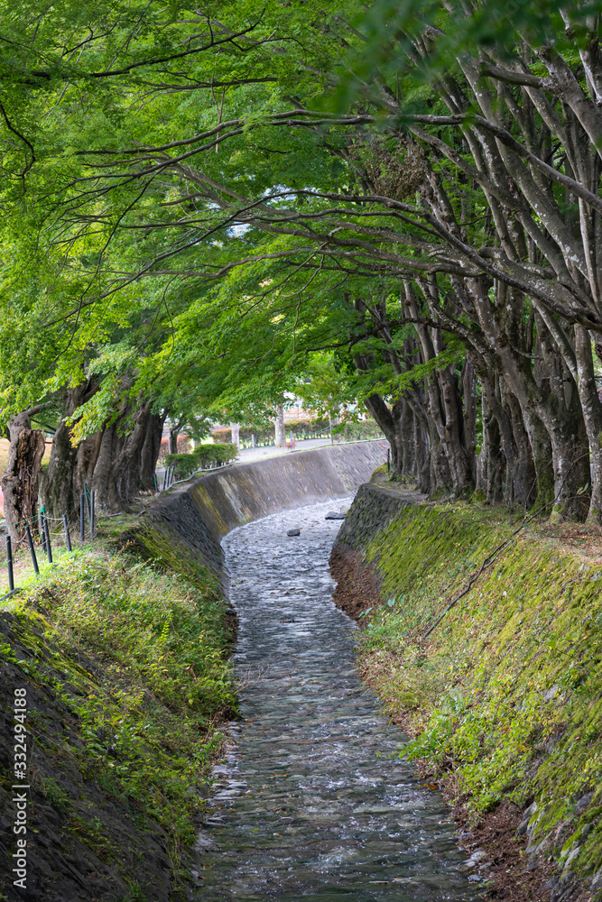 Tunnel of Maple along the river, located in Kawaguchiko, Yamanashi, Japan Tunnel of Maple along the river, located in Kawaguchiko, Yamanashi, Japan