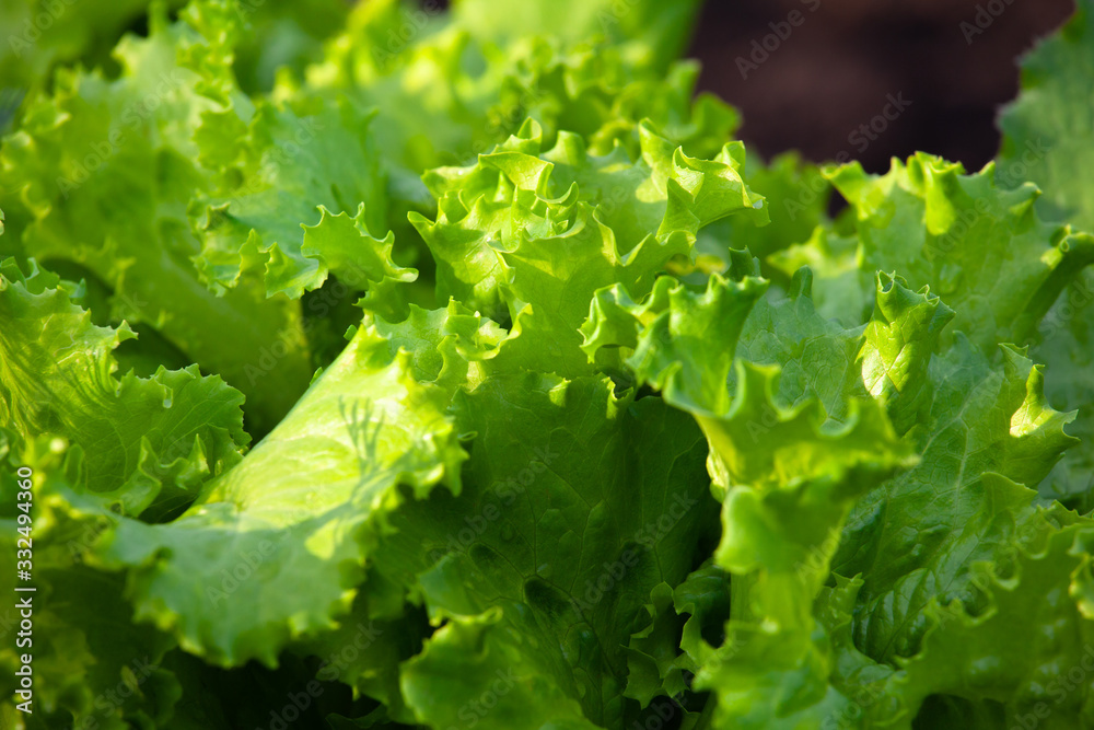 Bunch of fresh green lettuce Bunch of fresh green lettuce