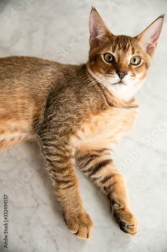 Canvas Print Cute stripped Chausie cat looking straight