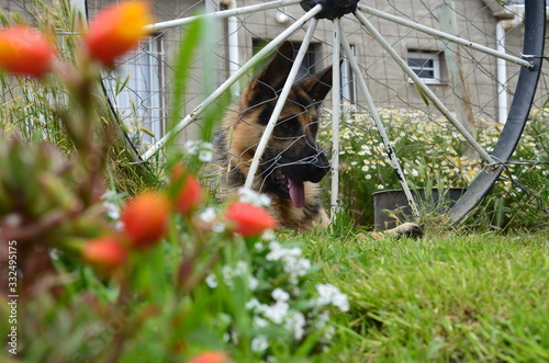 perro ovejero aleman entre medio de flores photo