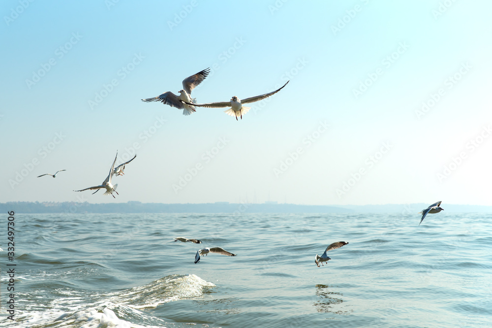 Several gulls fly over the water