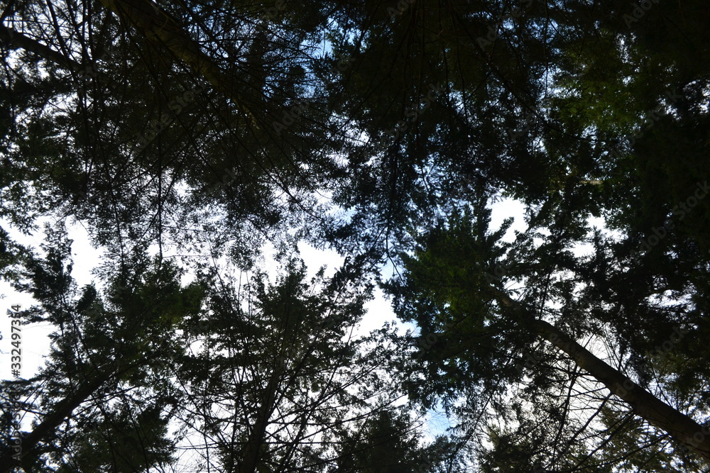 trees trees