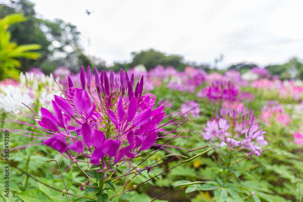 Obraz premium Beautiful flower and sunlight in park