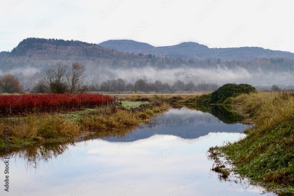 Autumn setting showing blueberry plants, mountains and mist in Abbotsford, British Columbia.