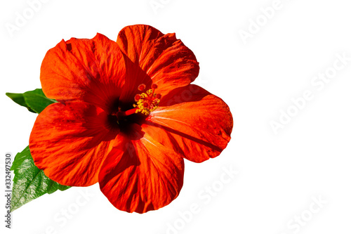 Bright large flower of Chinese hibiscus (Hibiscus rosa-sinensis), China rose or Hibiscus hawaiian isolated on white background. Nature concept for design. Place for text